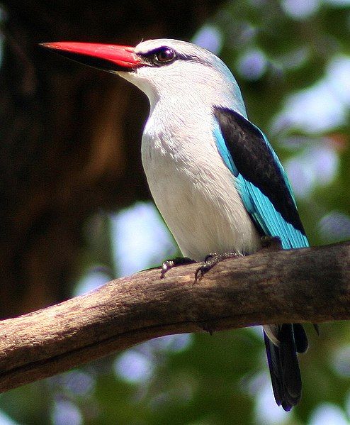 File:WoodlandKingfisher.jpg