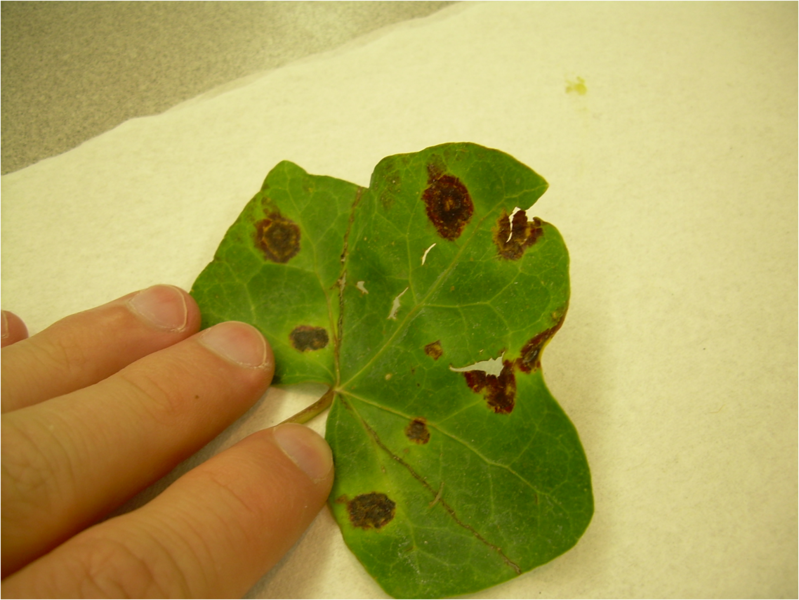 File:Xanthomonas leaf spot.png