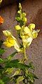 Yellow snapdragon flower