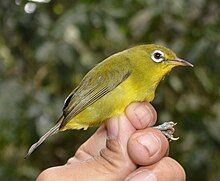 Photo of greenish-yellow songbird with a white eye-ring