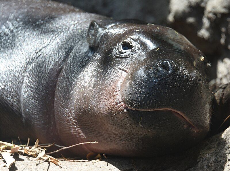 File:(1)Pygmy hippopotamus-2.jpg