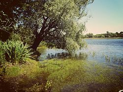 Lake Ilmen in Danilovsky District