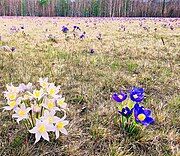 In Buryatia, Russia