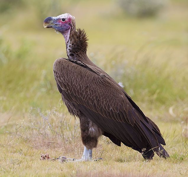 File:2012-lappet-faced-vulture.jpg