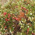 A. montanus with red berries[image 3]