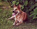 Australian Cattle Dog (Still on WP 2008-02-08)