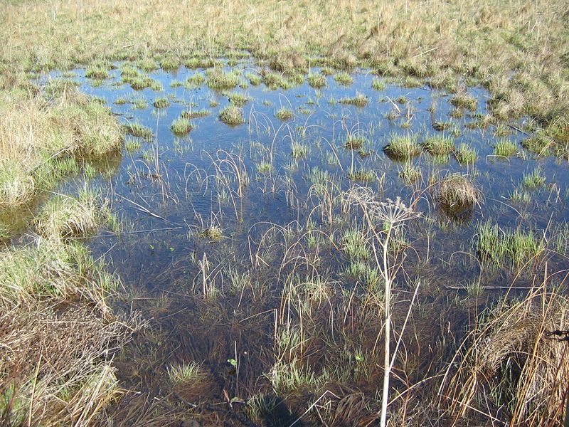 File:Aberlady wetlands.jpg