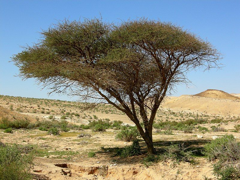 File:Acacia Negev.JPG