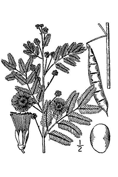 File:Acacia angustissima BB-1913.jpg