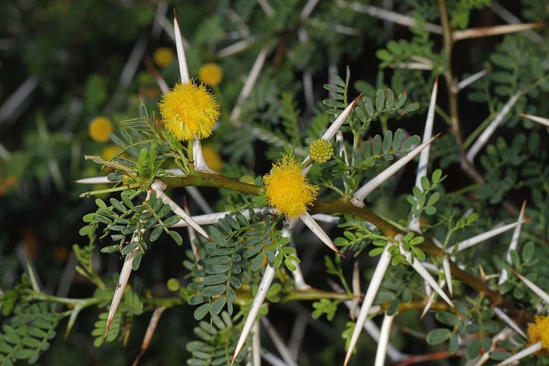 File:Acacia karroo (Mimosoideae).jpg