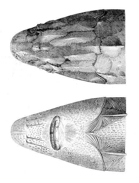 File:Acipenser nudiventris head.jpg