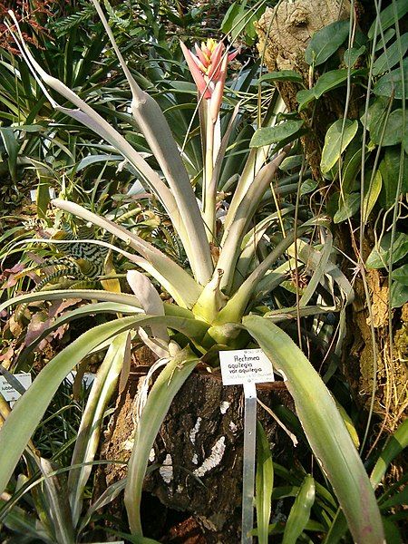 File:Aechmea aquilegia BotGardBln310505.JPG