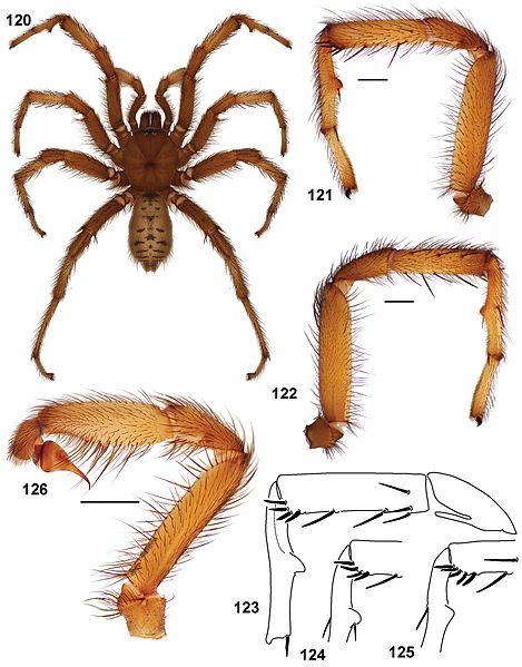 File:Aptostichus pennjillettei anatomy.jpg