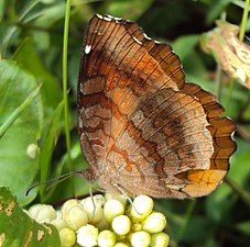 Ventral view