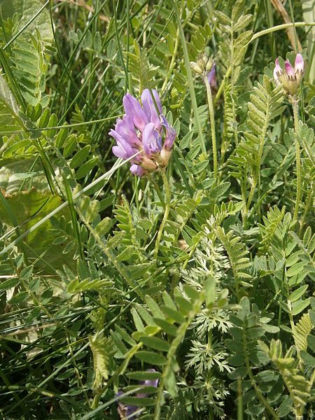 File:Astragalus danicus 001.JPG