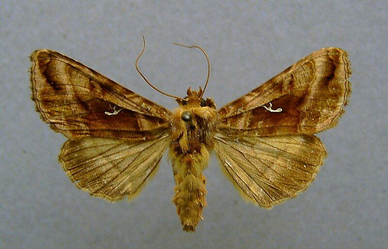 File:Autographa jota.jpg