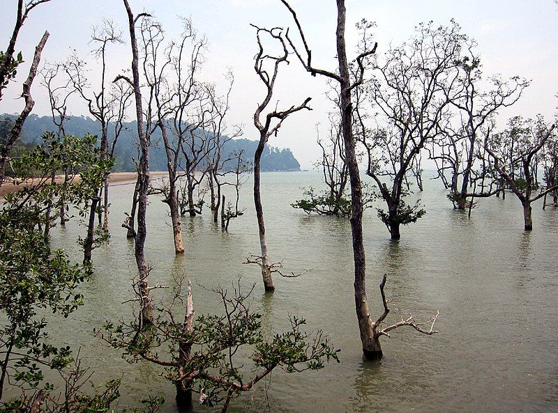 File:Bako mangrove01.jpg