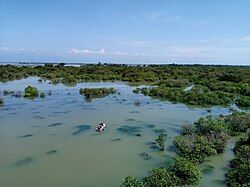 View of Ratargul Swamp Forest