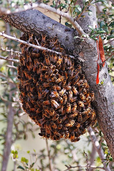 File:Bee swarm feb08.jpg