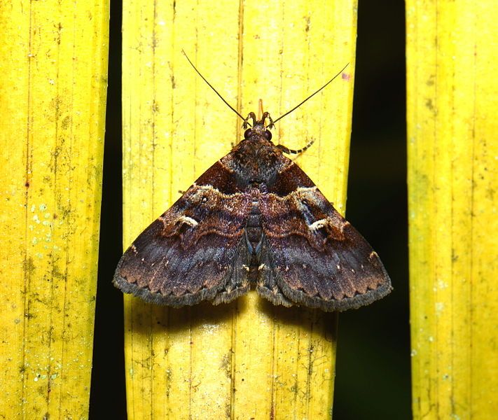 File:Bertula sp. (22713763070).jpg