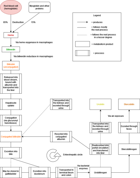 File:Bilirubin metabolism diagram.png