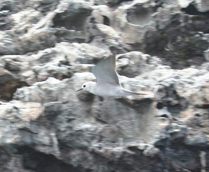 File:Blue-grey Noddy.jpg