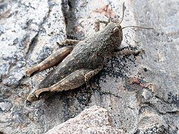 Brachaspis nivalis, New Zealand