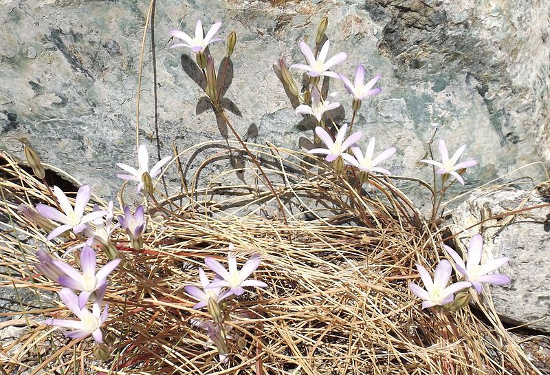 File:Brodiaea pallida 2.jpg