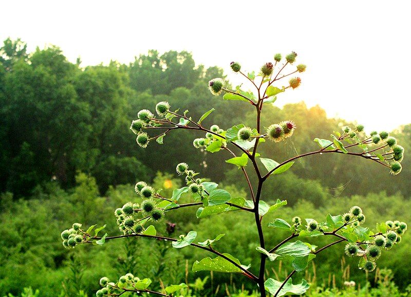 File:Burdock Bush.jpg