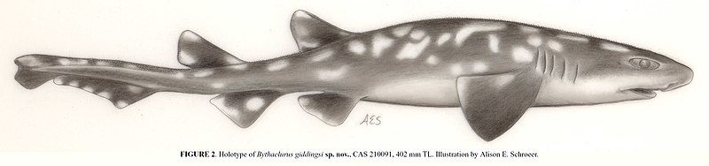 File:Bythaelurus giddingsi illustration.jpg