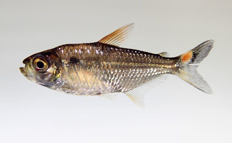 File:Characidae 2 (5806475087).jpg