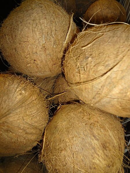 File:Coconut (Cocos nucifera).JPG