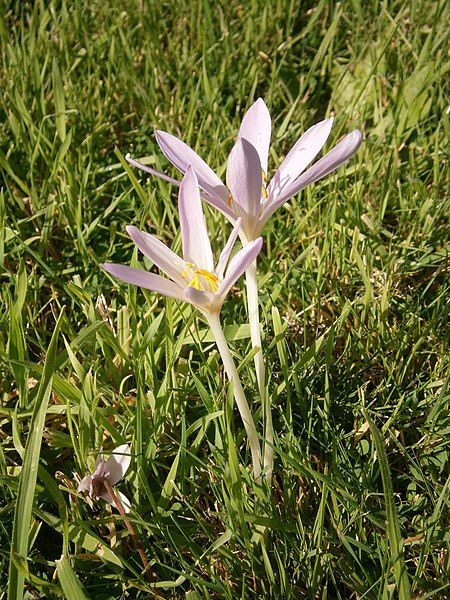 File:Colchicum autumnale 2019.JPG