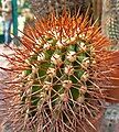 Copiapoa taltalensis