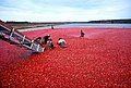 Image 5Cranberry harvest (from New Jersey)