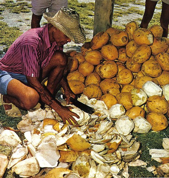 File:Cutting coconuts Seychelles.jpg