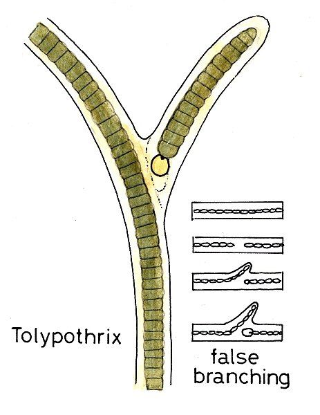 File:Cyanobacteriabranchedforms026 Tolypothrix.jpg