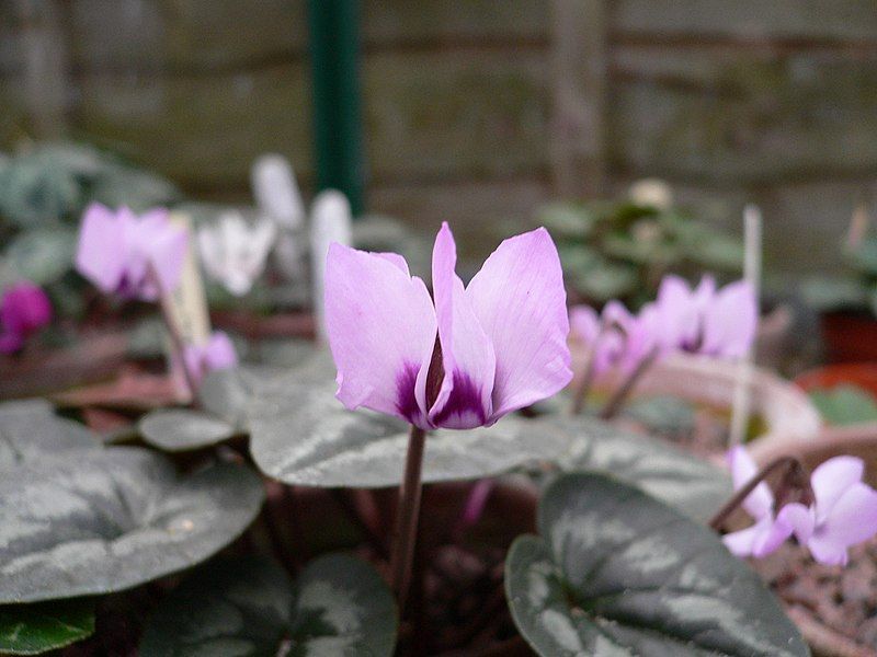 File:Cyclamen elegans.jpg