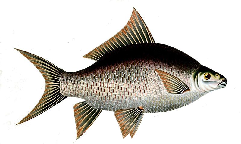 File:Cyprinus abramioides Sykes.jpg