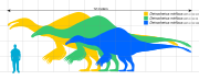 Size of Deinocheirus, the largest herbivorous theropod