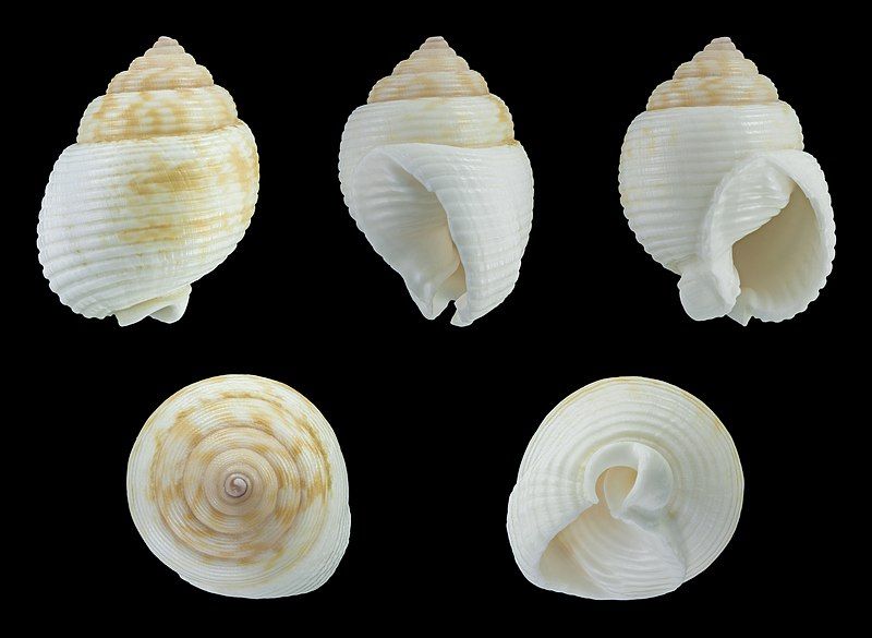 File:Demoulia abbreviata 01.JPG