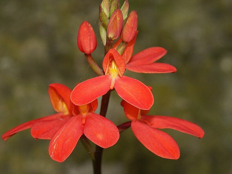 File:Disa cardinalis 250603.jpg