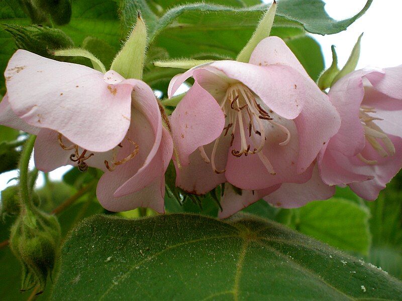 File:Dombeya burgessiae 1c.JPG