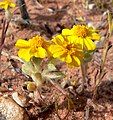 Eriophyllum wallacei