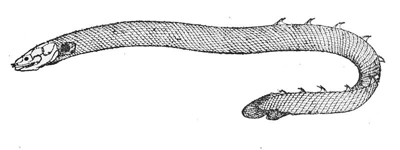 File:Erpetoichthys calabaricus 1923.jpg