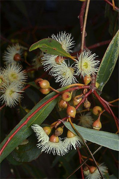 File:Eucalyptus leucoxylon buds.jpg