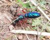 Australian Blue Ant