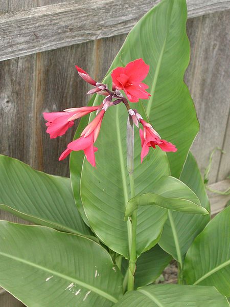 File:Flowering Canna Ehamanii.jpg