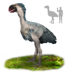 A big bird with blue-gray feathers, a white underbelly, and a large, parrot-like, red beak