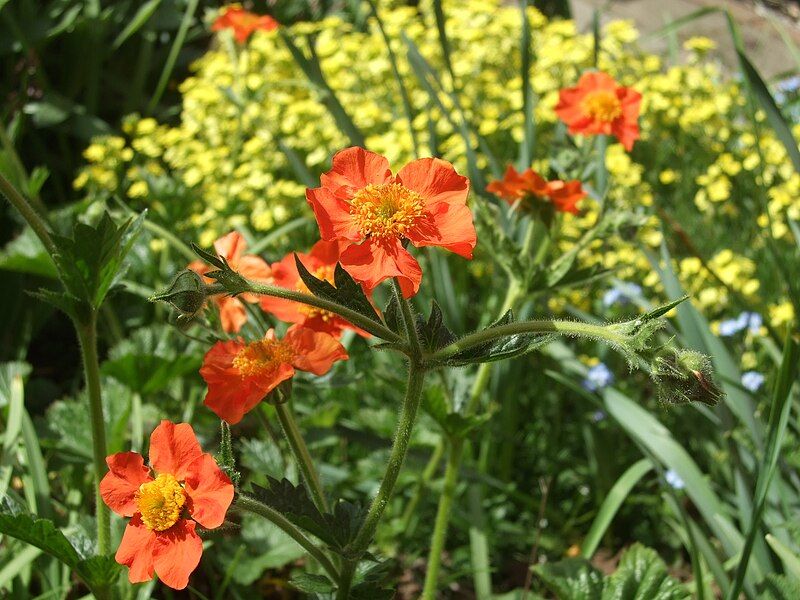 File:Geum coccineum (2).jpg